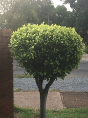 Ficus microcarpa