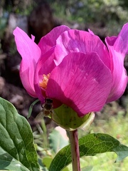 Paeonia mascula