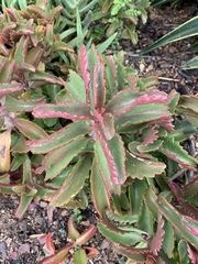 Kalanchoe sexangularis