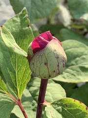 Paeonia mascula