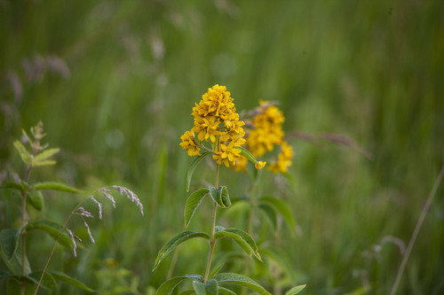 Yellow Loosestrife