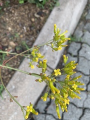 Kalanchoe sexangularis