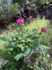 Paeonia mascula