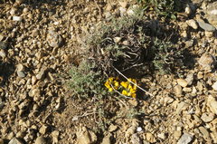 Genista albida