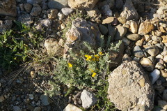 Genista albida