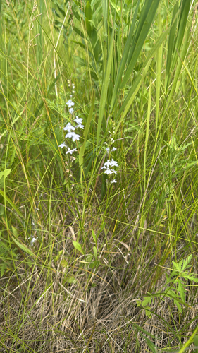 pale-spiked lobelia