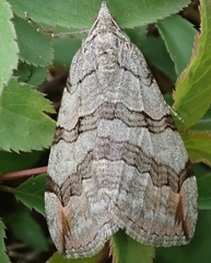 Aplocera plagiata