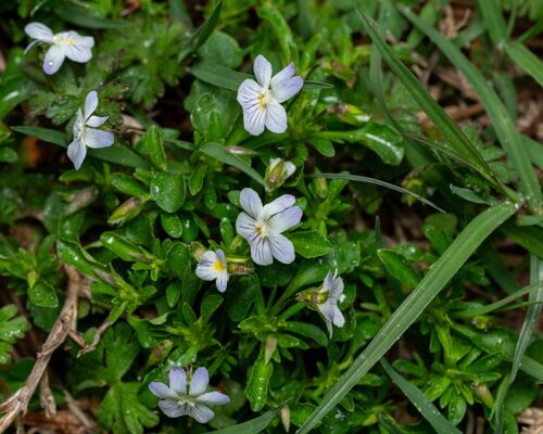 Viola rafinesquei