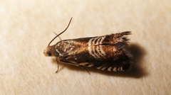 Grapholita compositella