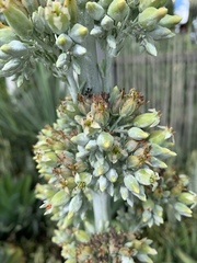 Kalanchoe luciae