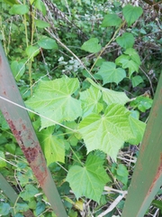 Sparrmannia africana