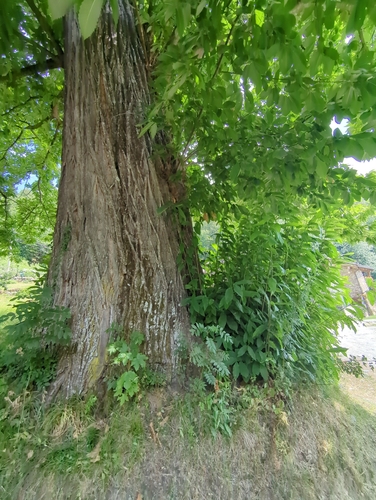 Mature chestnut in woodland