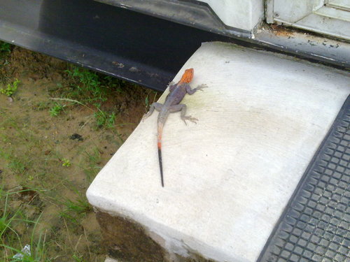 Rainbow Agama