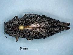 Dicerca