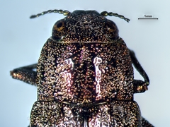 Dicerca