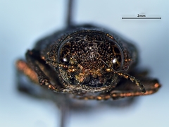 Dicerca