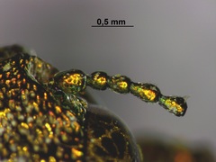 Dicerca