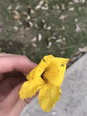 Tabebuia aurea
