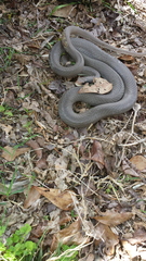 Coluber constrictor latrunculus