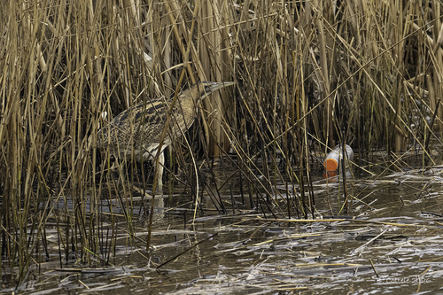 iNaturalist image