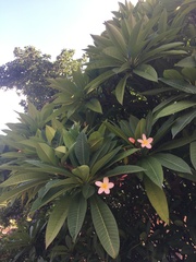 Plumeria rubra