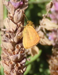 Metisella metis metis