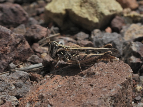 Texas Range Grasshopper
