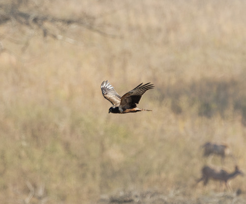 iNaturalist image