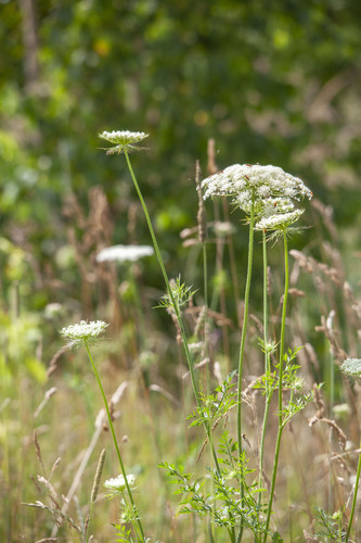 wild carrot