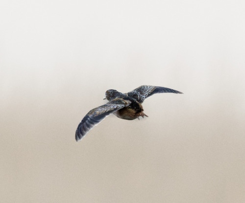 iNaturalist image