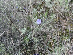 Linum narbonense