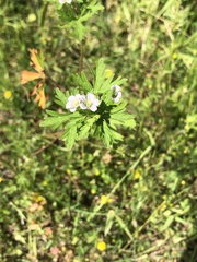 Geranium bicknellii