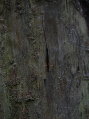 Ephialtes manifestator