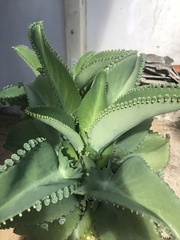 Kalanchoe laetivirens