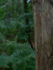 Ephialtes manifestator