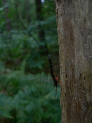 Ephialtes manifestator