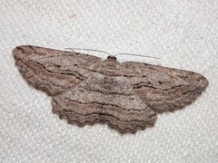 Scioglyptis loxographa