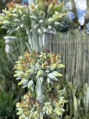Kalanchoe luciae