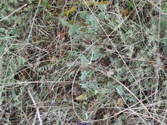 Coronilla minima lotoides