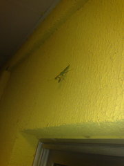 Sphodromantis lineola