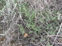 Coronilla minima lotoides