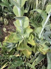 Kalanchoe luciae