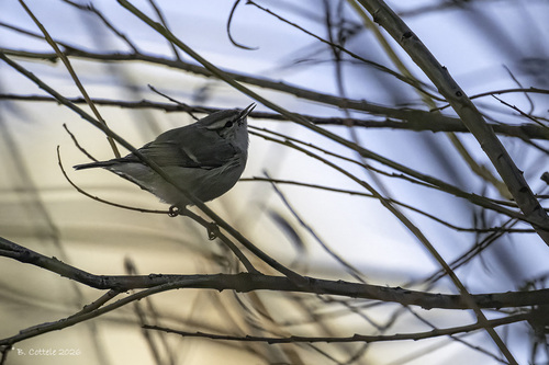 Hume's Leaf Warbler, Valkenboskwartier, Den Haag, Nederland, photo 10 of 10