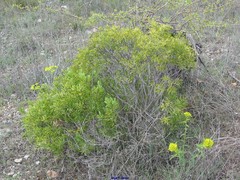 Euphorbia serrata