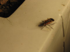 Physopelta gutta gutta