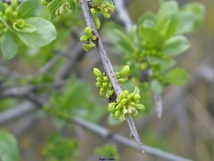 Rhamnus saxatilis
