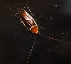 Pseudomops septentrionalis