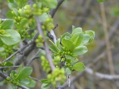 Rhamnus saxatilis