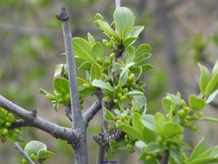 Rhamnus saxatilis
