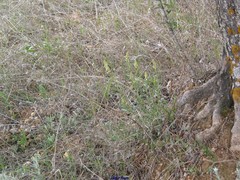 Reseda lutea